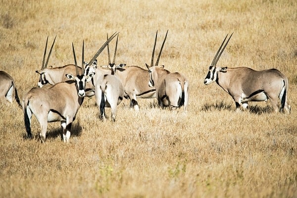 herds of beisa oryx at Samburu