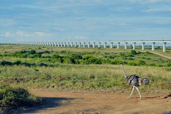 Ostrich walking in the wild with the standard gauge railway in the background