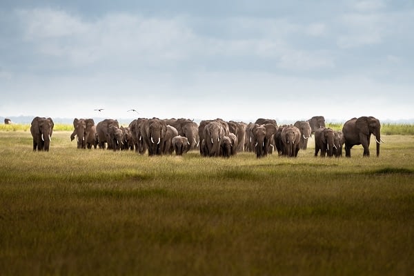 Herds of Elephants at Amboseli