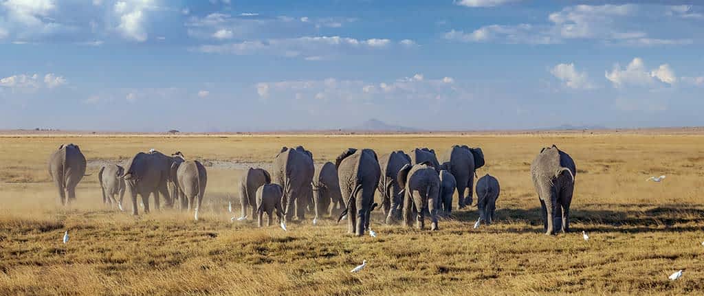 Herds of Elephant