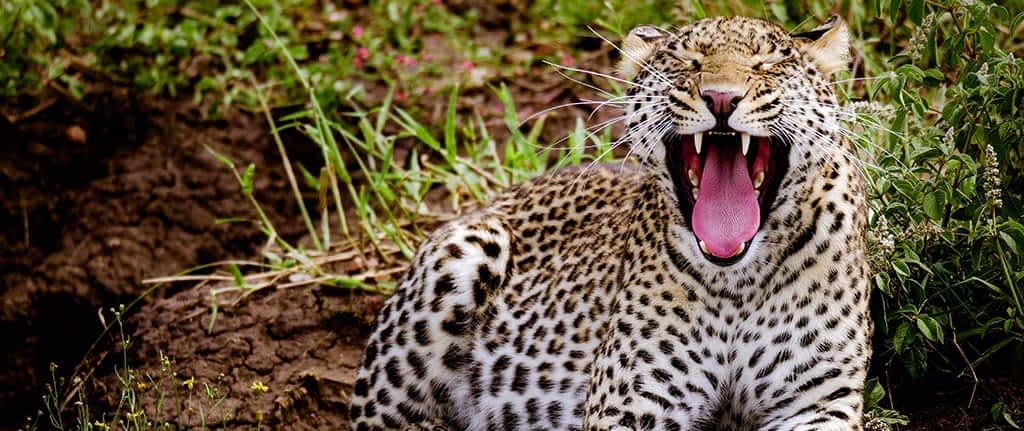 Leopard Leopard
