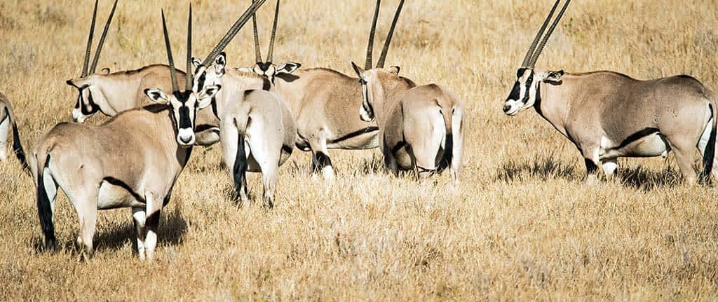Herds of Beisa Oryx at Samburu