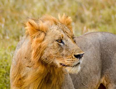 Kenya Authentic Safari Lion at Masai Mara