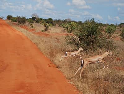 Antelope at Taita Hills Antelope at Taita Hills