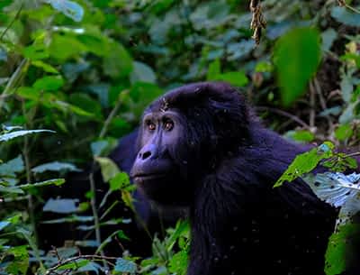 Gorilla Trekking Gorilla Trekking
