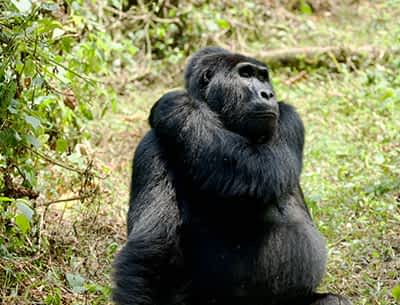 Chimpanzee Tracking Chimpanzee Tracking
