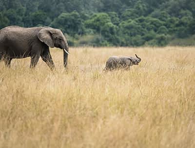 Tsavo National Park Tsavo National Park