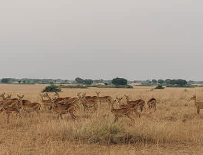 Lake Mburo National Park Lake Mburo National Park