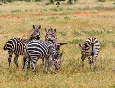 Meru National Park Meru National Park