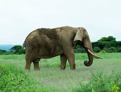 Amboseli National Park Amboseli National Park