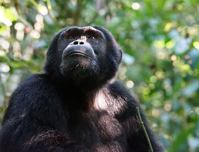 Chimpanzee Tracking Chimpanzee Tracking